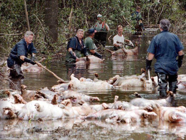 In this Sept. 24, 1999 file photo, farm workers float a group of dead pigs down a flooded road on Rabon Maready’s farm near Beulaville, N.C. The heavy rain expected from Hurricane Florence could flood hog manure pits and other industrial sites in North Carolina, creating a noxious witches’ brew of waste.