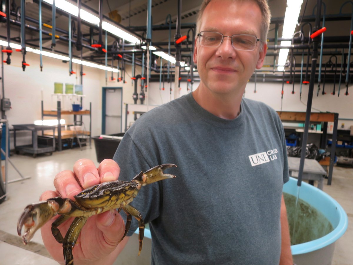 In this Wednesday, Aug. 15, 2018, photo, University of New England marine sciences professor Markus Frederich holds a green crab at a campus research lab on in Biddeford, Maine. 