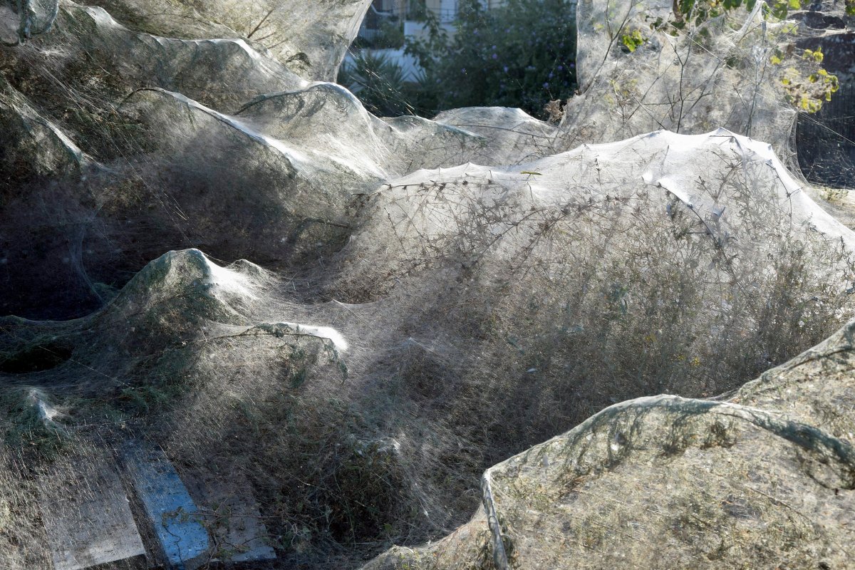 A 300-metre-long spiderweb has been woven in Greece, with likely