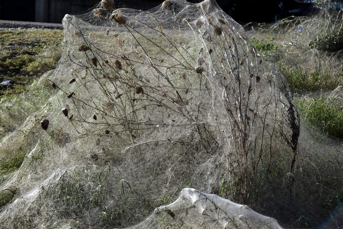 A huge cobweb covers the vegetation along the coast of Aitoliko, about 250 km west of Athens, Greece, 18 September 2018 (issued 19 September 2019).