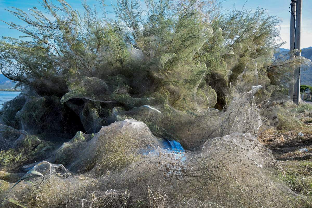 A huge cobweb covers the vegetation along the coast of Aitoliko, about 250 km west of Athens, Greece, 18 September 2018 (issued 19 September 2019).