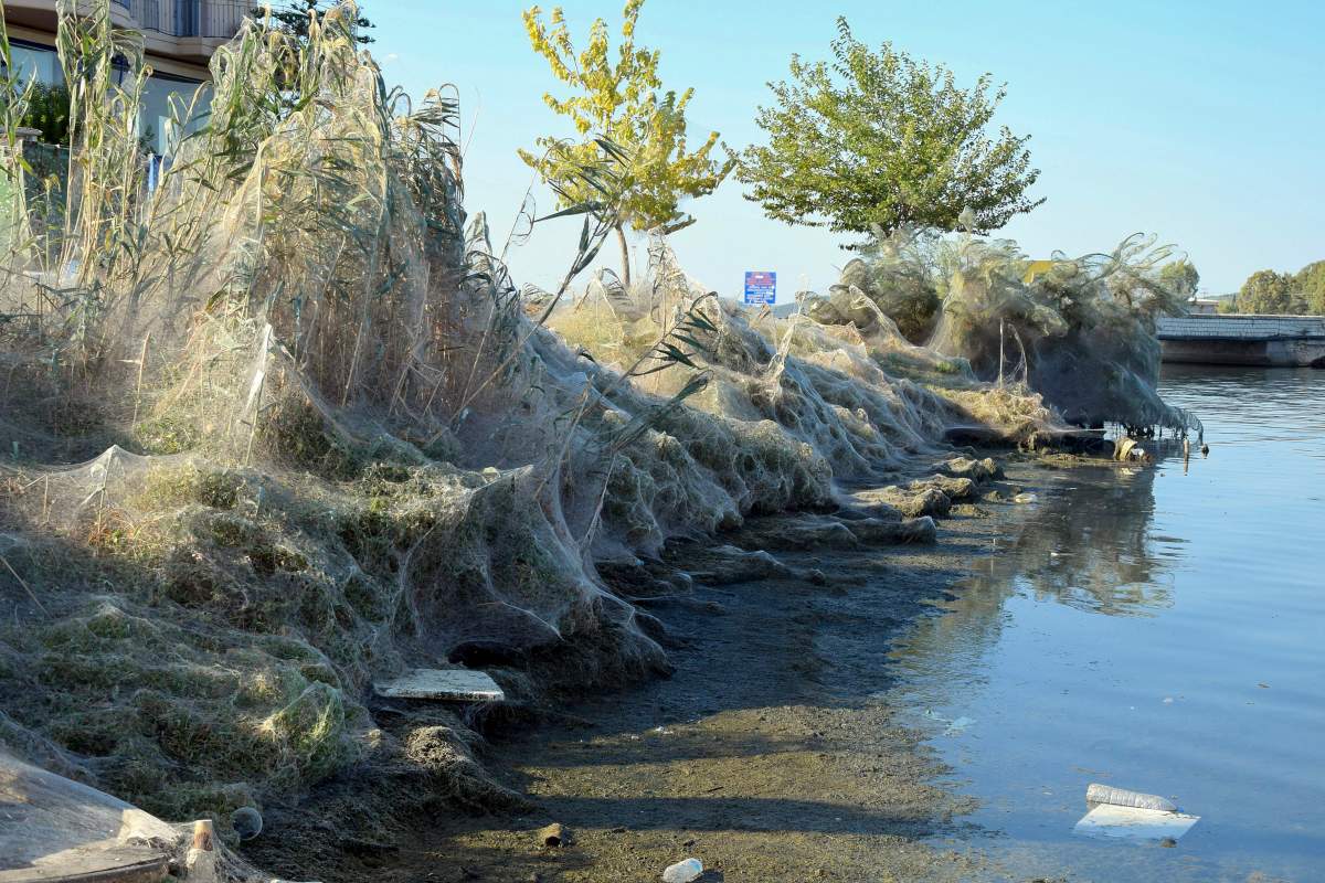 A huge cobweb covers the vegetation along the coast of Aitoliko, about 250 km west of Athens, Greece, 18 September 2018 (issued 19 September 2019).