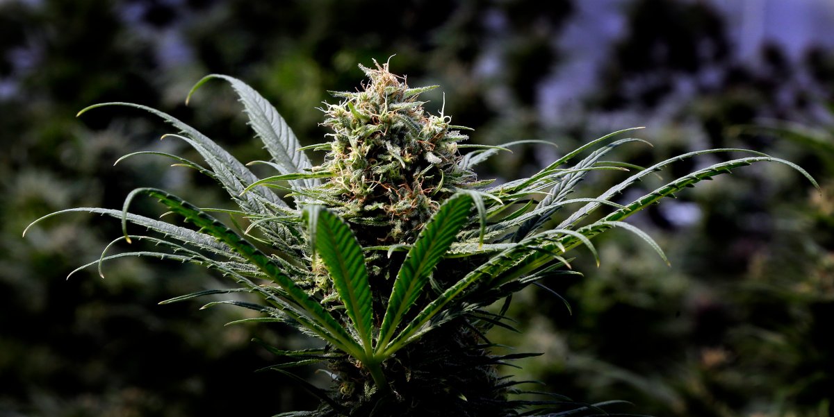 In this May 24, 2018, file photo, a marijuana plant is shown in Oregon.