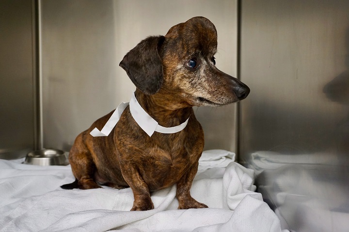 Patches, a nine-year-old dachshund from Willamsport, Pa., is shown before surgery for a brain tumour that eventually grew through the skull. 
