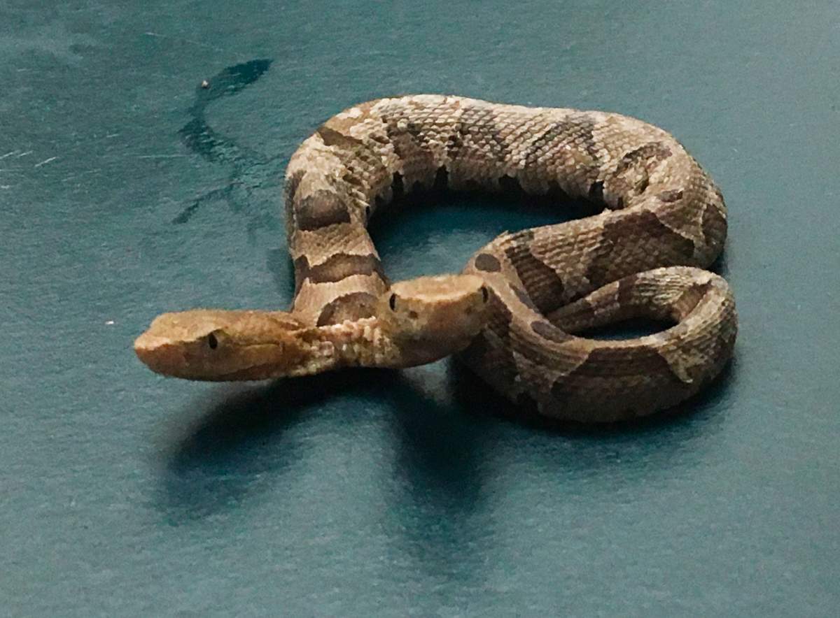 This Sept. 20, 2018 photo provided by the Wildlife Center of Virginia shows a two-headed Eastern Copperhead snake at the center in Waynesboro, Va.