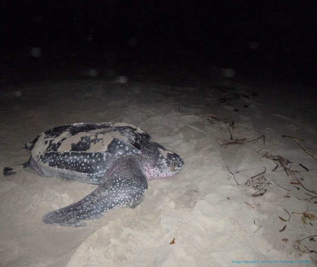 A sea turtle whose travels deepened scientists' understanding of leatherback biology has died, say federal fisheries officials. Red Rockette, who was first tagged in Nova Scotia in 2012, lies in a nesting site following removal of a satellite transmitter, in Colombia in an April 2013 handout photo. 