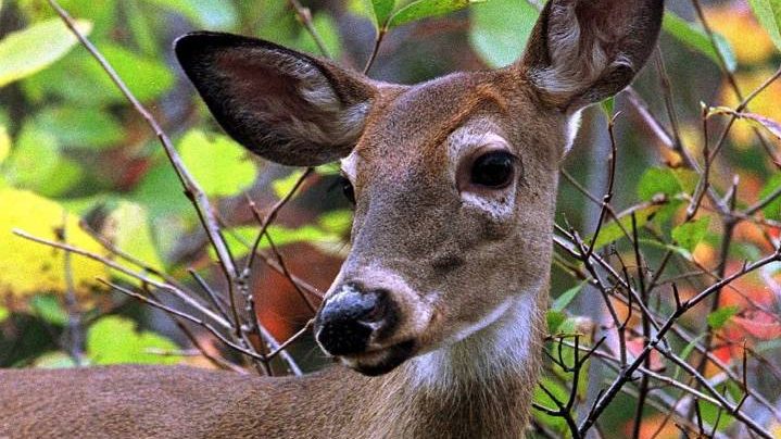 The Saskatchewan Wildlife Federation (SWF) is expecting an increase in wild deer populations, which they say could cause a potential increase in collisions.