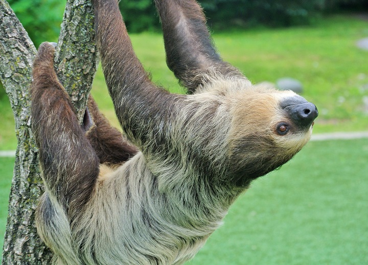 Toronto Zoo's Bob the Sloth hanging on a tree. 