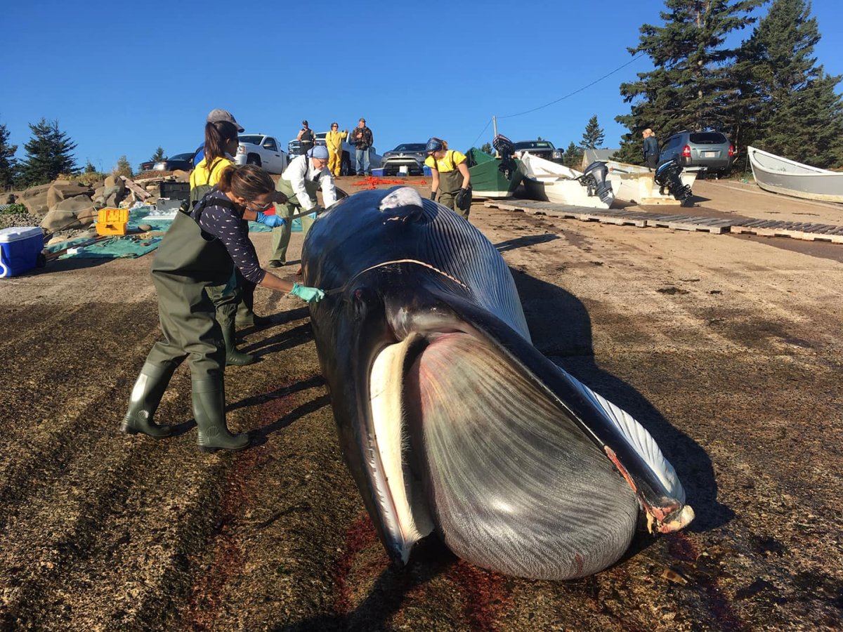 Officials will perform a necropsy on a Minke whale on Grand Manan Island on Sept. 30. 