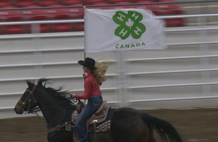More than 80 little buckaroos roped and rode in the Calgary Stampede 4-H Rodeo this weekend.