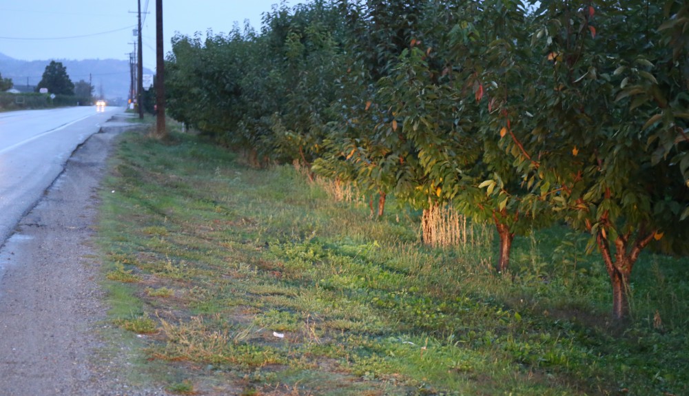 Sunday morning crash claims life of Oliver man - image