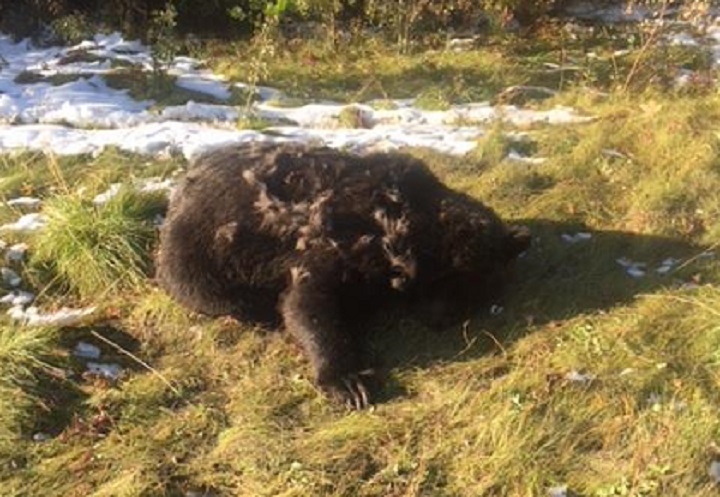 An adult male grizzly was found shot south of Grande Prairie on Sept. 19, 2018.