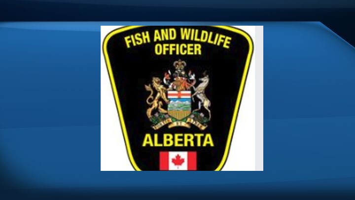A file photo of an Alberta Fish and Wildlife badge.