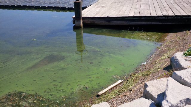 The smell of rotting blue-green algae is resulting in complaints from visitors to Hamilton's harbourfront.
 