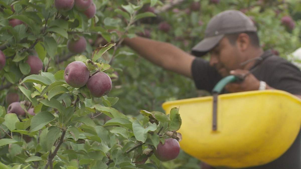 Hy-Hope Farm in Ashburn, Ont., is one of many Durham farms that will be starting its pick-your-own-apples program this weekend. 