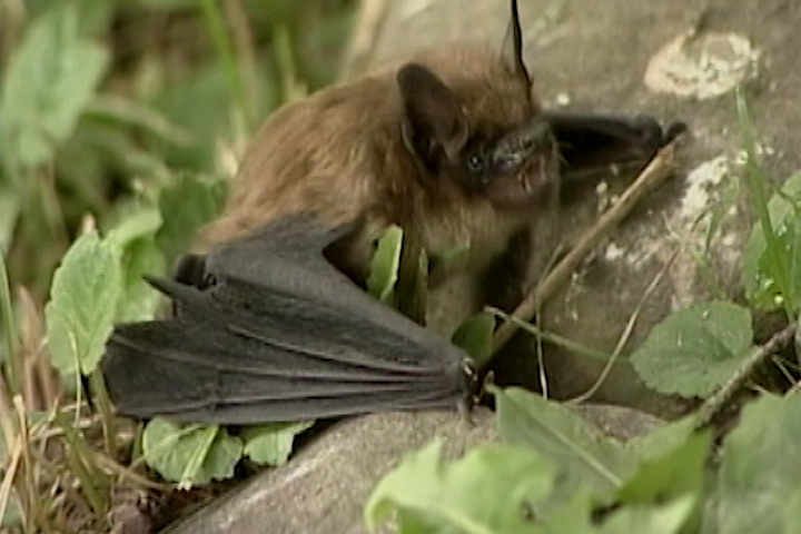 Hamilton's public health department says it's first case of rabies in two years came from a rabid bat.
