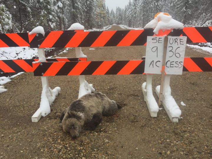 A young grizzly bear was found shot to death south of Grande Prairie on Sept. 15, 2018.
