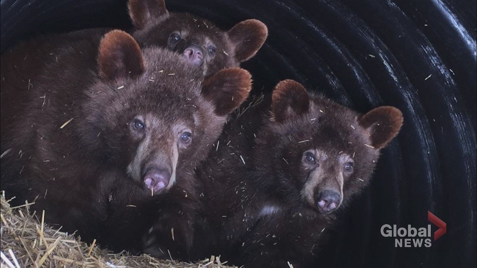 Three black bear cubs found in a bathroom in Banff National Park are seen in an undated photo.