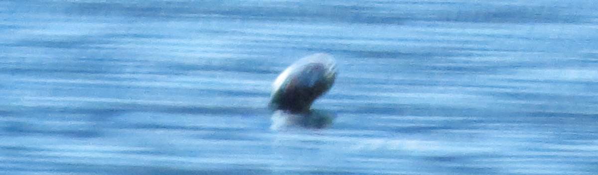A photo taken by Kelownas Bill Steciuk in 2015, that he said is Ogopogos head.