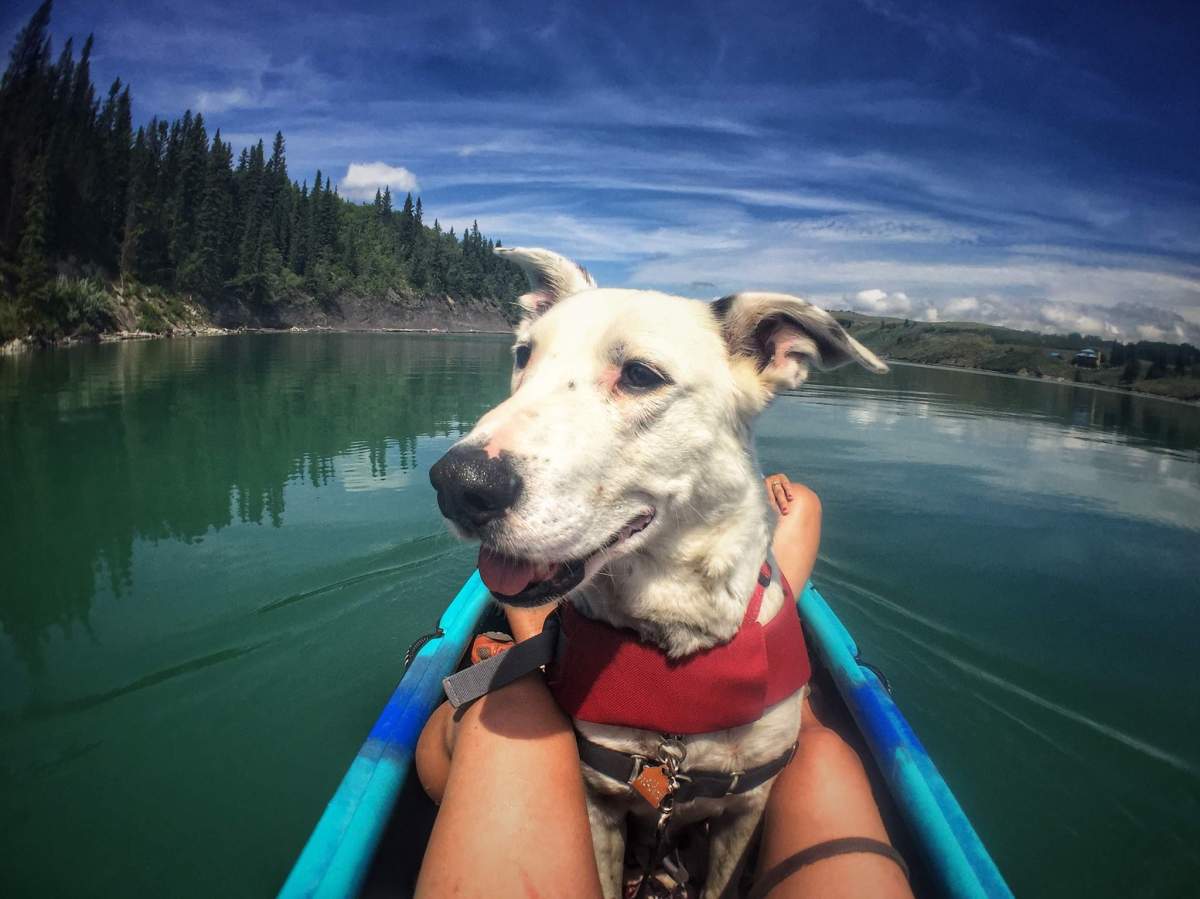 Bo was the first dog the organization took out for a water adventure. Thanks to widely shared social media posts, he was adopted within hours.