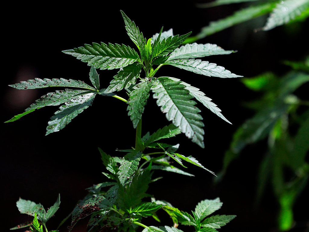 CDB suppositories need to be backed by data before they’re touted as pain relievers, experts say.