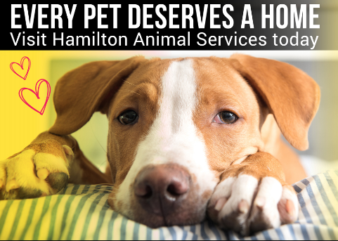 The City of Hamilton has launched an Animal Adoption Program.