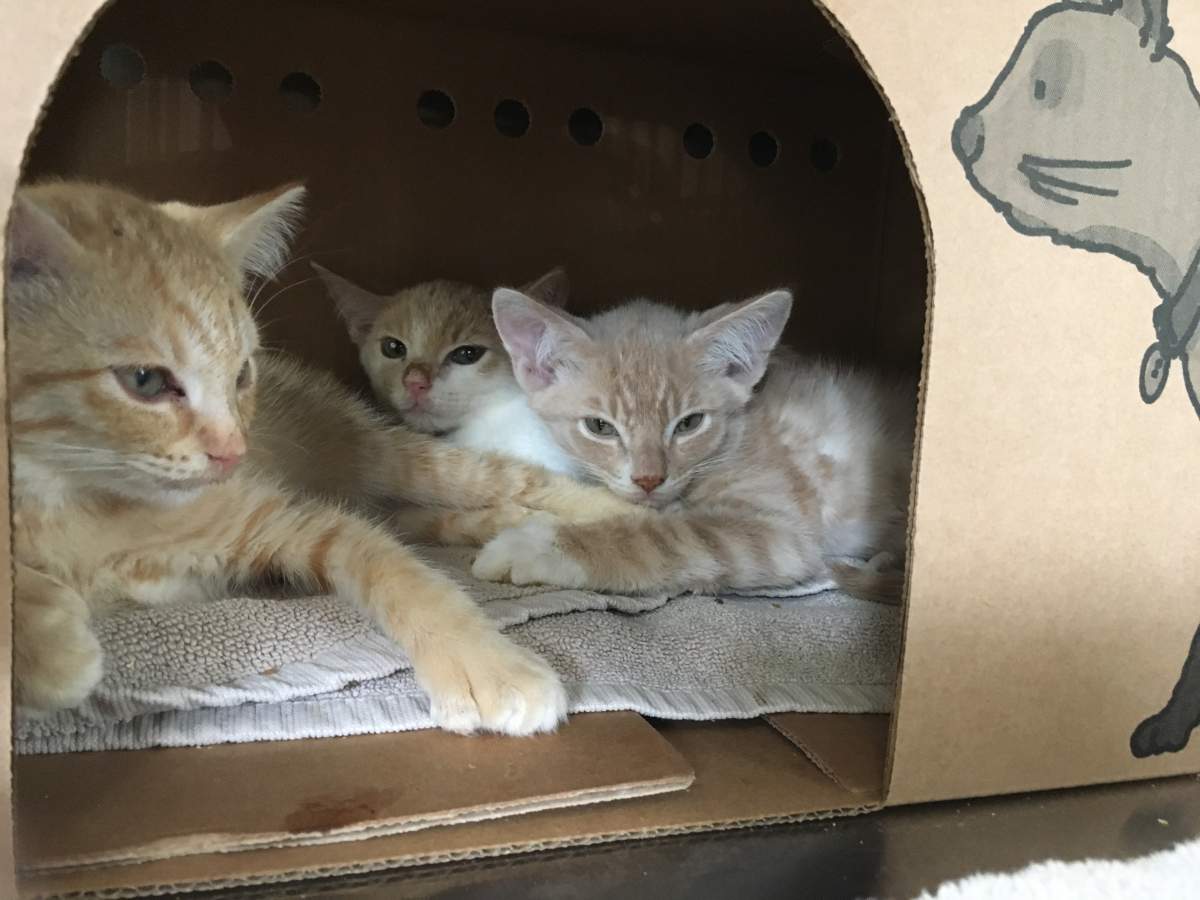 Donations for 65 cats in Penticton hoarding case pouring in - image