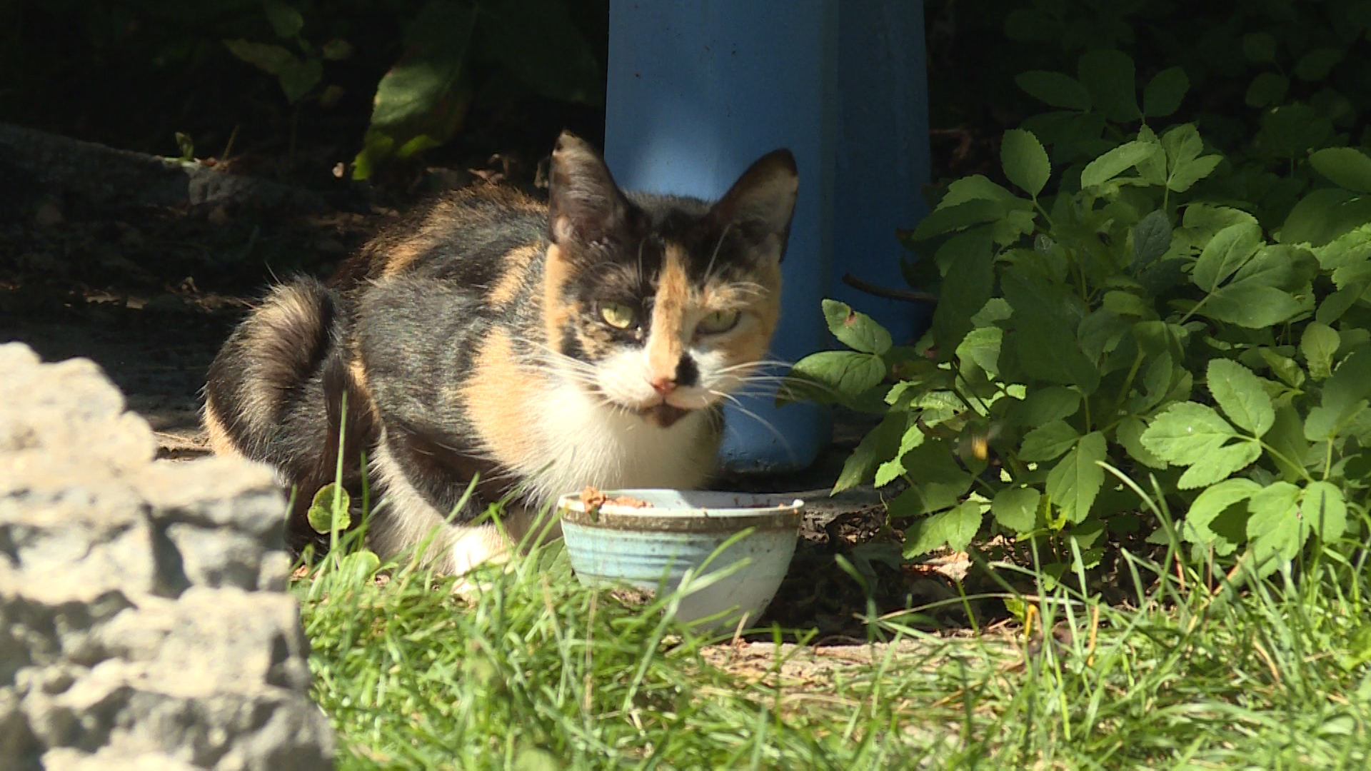 ‘Throw them in the river’: Fort Saskatchewan mayor apologizes for feral cat remarks