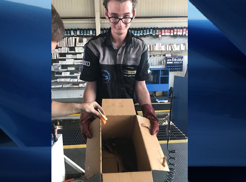 Cody Loffhagen says it didn’t take long to get the little creature out of the wheel well, and safely inside a cardboard box.
