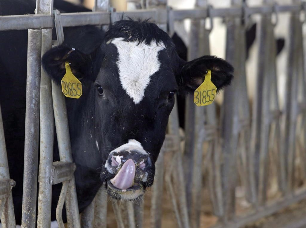 A cow stands in one of the dairy barns on the Fair Oaks Farms in Fair Oaks, Ind., in this Monday, Jan. 26, 2015. More Canadians have likely slathered their late-summer corncobs with American-made butter in recent years, and it had nothing to do with U.S. President Donald Trump's demands for more access to Canada's dairy market. THE CANADIAN PRESS/AP/Michael Conroy.