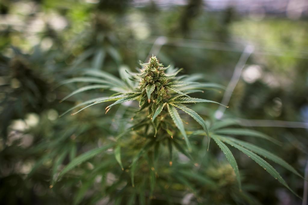 A cannabis plant approaching maturity is photographed at the CannTrust Niagara Greenhouse Facility during the grand opening event in Fenwick, Ont., on Tuesday, June 26, 2018.