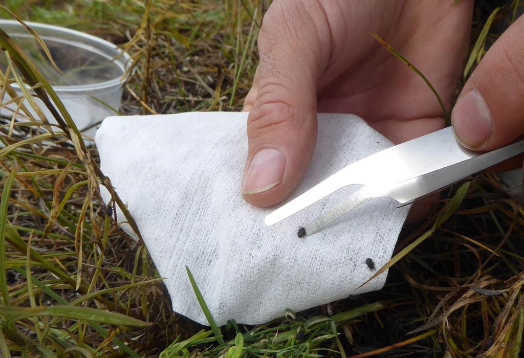 Weevils are released into Banff National Park on Friday, Sept. 21, 2018 in this handout photo.