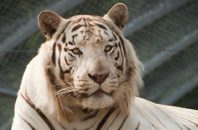 Oaklawn Farm Zoo's tiger Czar passed away on Tuesday.