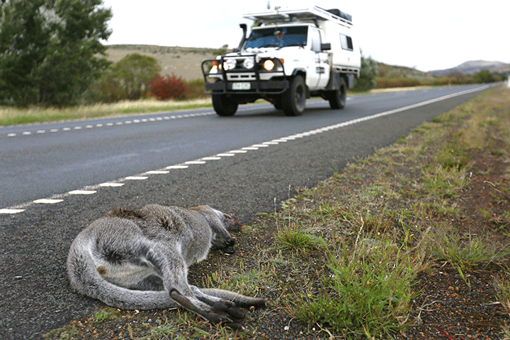 An Eastern grey kangaroo lies dead on the side of a highway, near Oatlands, Tasmania, Australia.