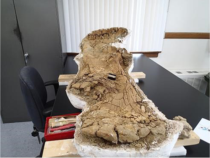 Dinosaur fossils discovered in Saskatchewan - image