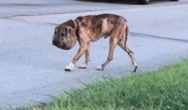 Houston dog recovering after being found with shoelace embedded in neck, swollen head, pellet gun wounds - image