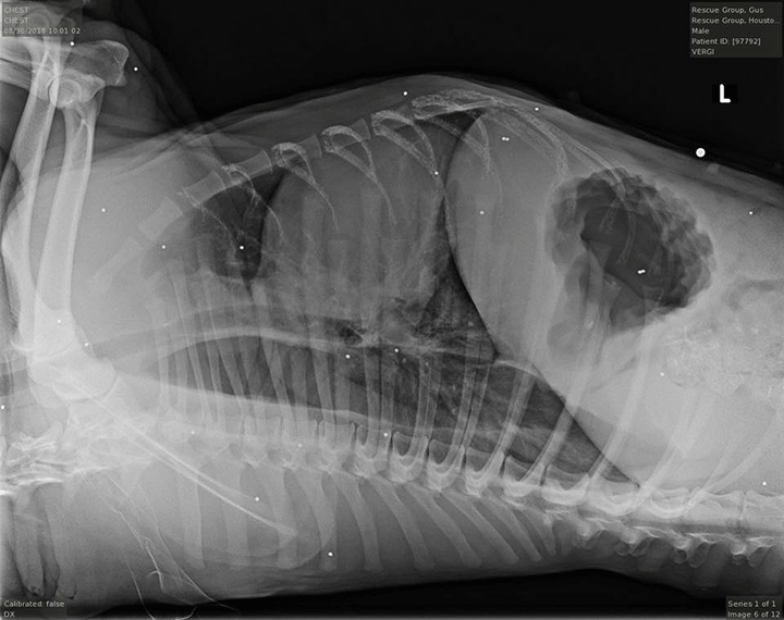 X-rays show Gus suffered from multiple pellet gun wounds.