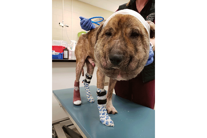 Houston dog recovering after being found with shoelace embedded in neck, swollen head, pellet gun wounds - image
