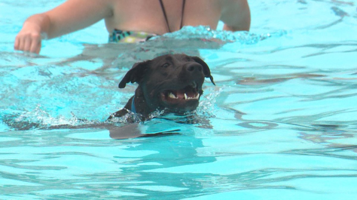 Dozens of dogs took a swim in Oliver Pool Saturday part of the 2018 Dog Dip.