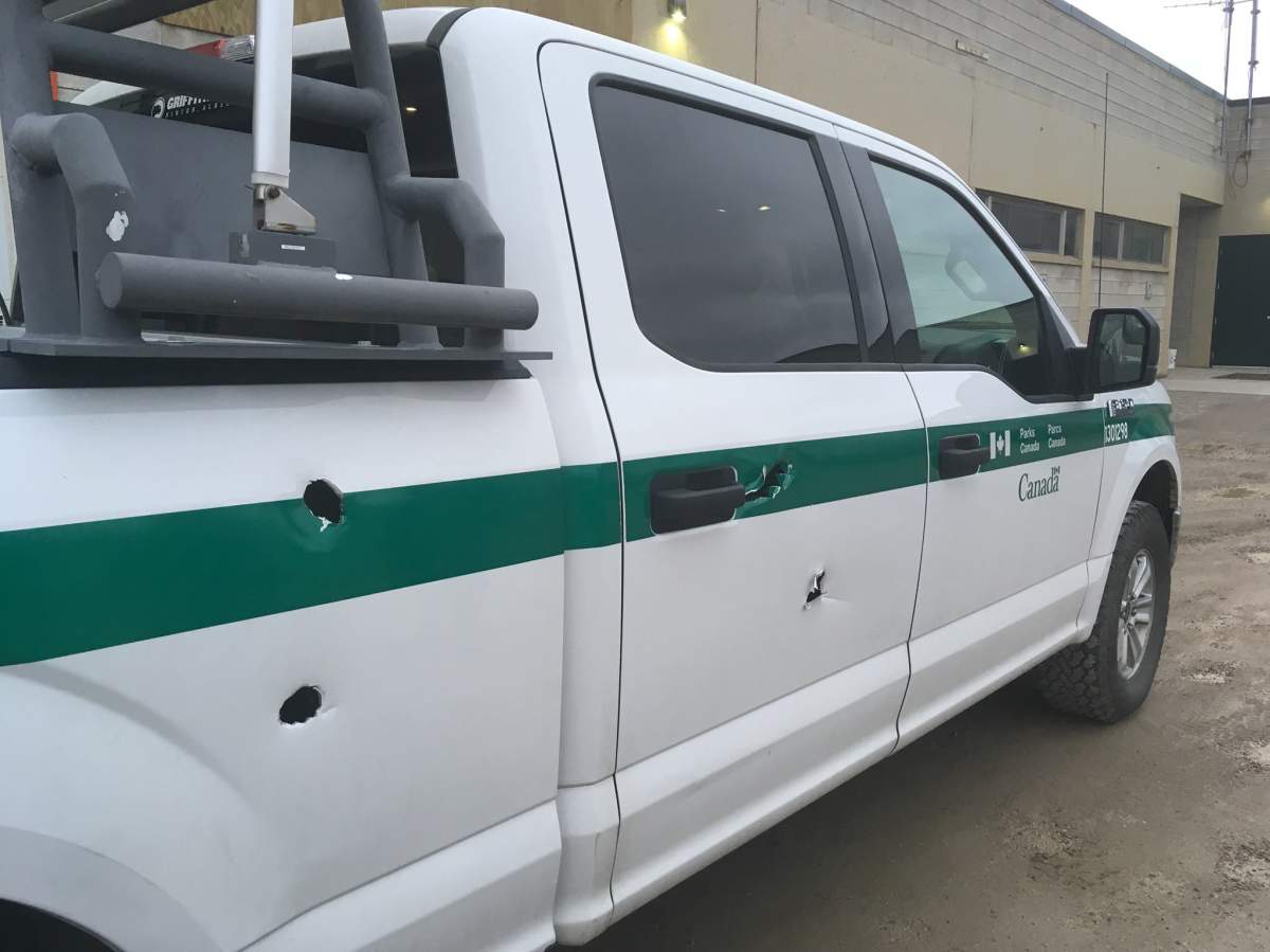 A Parks Canada truck is seen damaged after it was rammed by a charging elk in Jasper National Park.