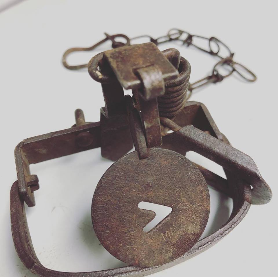 Animal advocacy group offers $1,000 reward after raccoon chewed its paw to escape leg trap - image