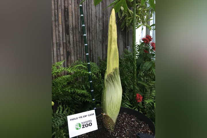 The zoo says the corpse flower will bloom for just eight to thirty six hours sometime this week.