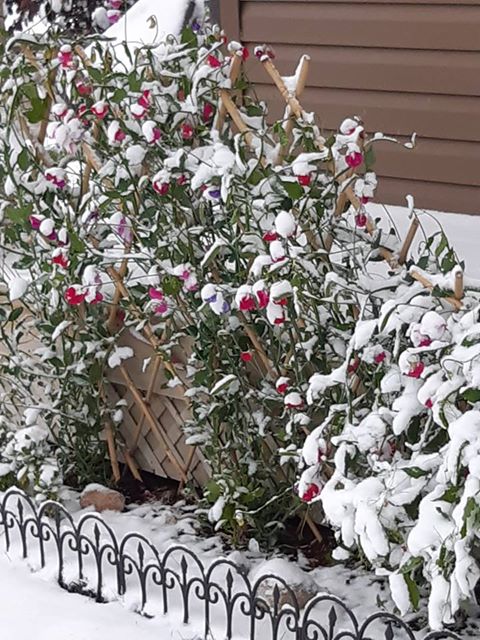 Snow in Fort McMurray, Alta. on Sept. 12, 2018