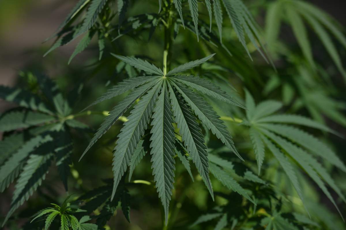 FILE - Alberta is poised to see cannabis as a major industry an opportunity for economic diversification.