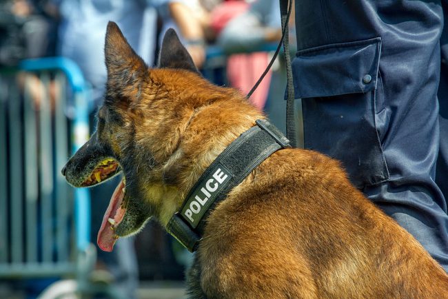 File photo of a Belgian Malinois police dog. 


