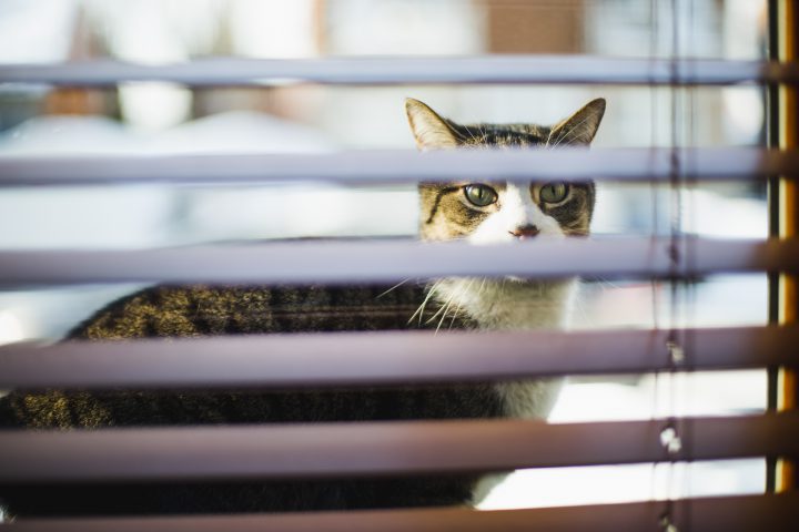 Police in London, U.K. say they have solved the mystery of the Croydon cat killer. 
