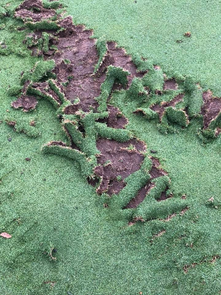 The golf green ripped up by an apparent ATV.