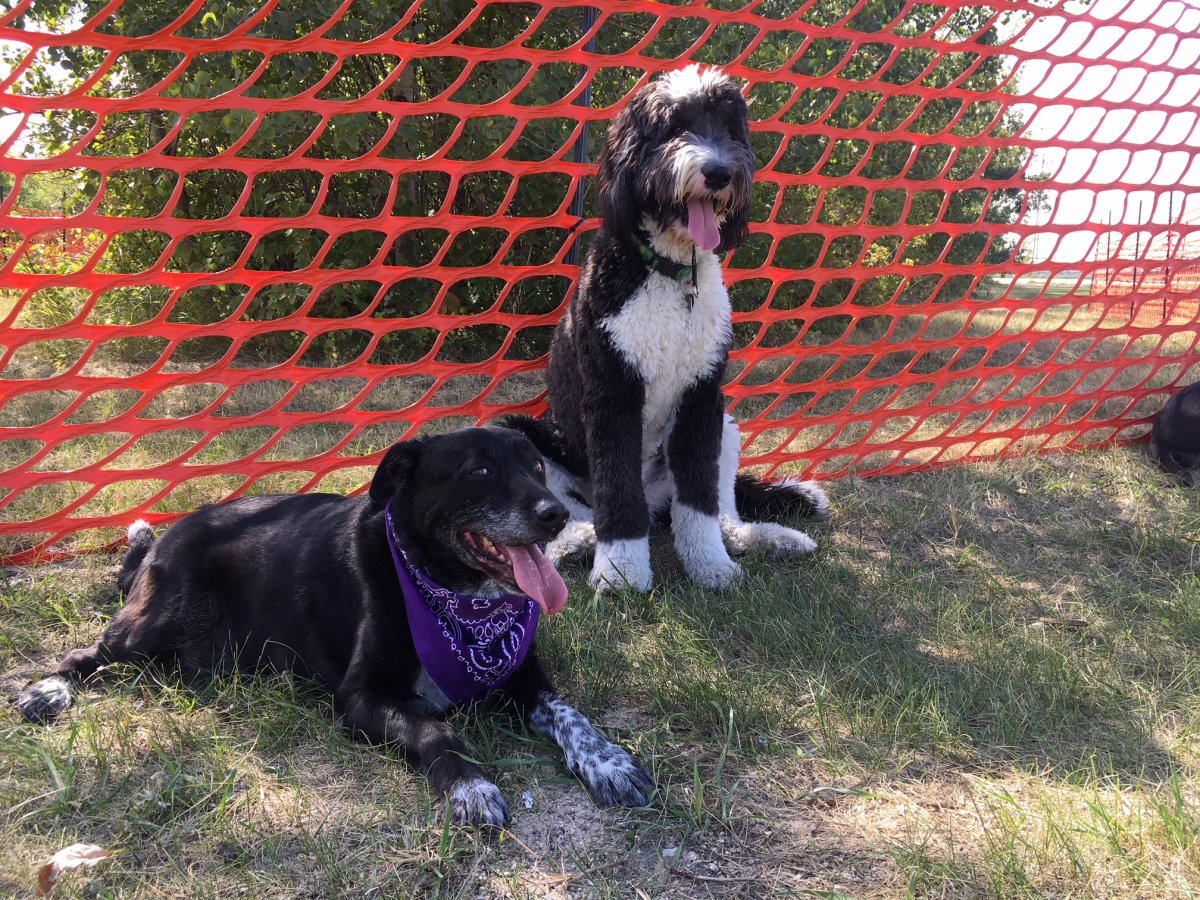 Dogs sit outside the temporary Brenda Leipsic dog park which had been previously been closed due to construction of the Southwest Rapid Transitway.