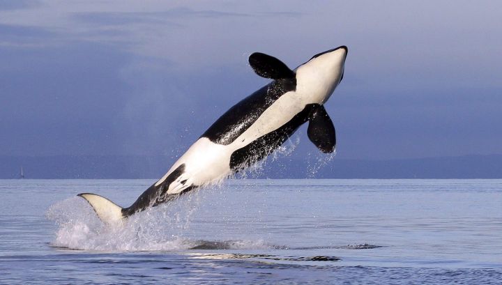 A female resident orca whale breaches while swimming in Puget Sound near Bainbridge Island.