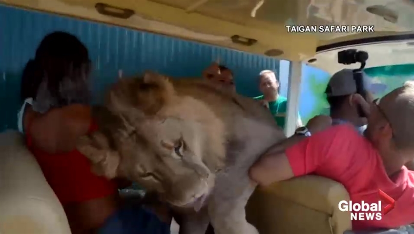 Lion jumps into car full of tourists at safari park in Crimea - National | Globalnews.ca